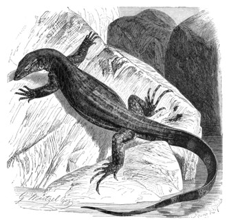 Nile Monitor