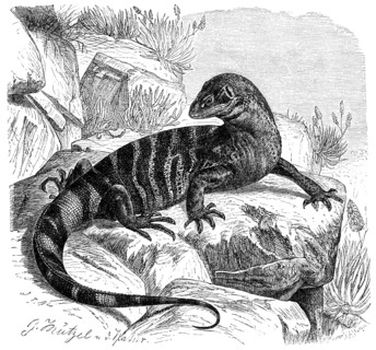 White-Throated Monitor