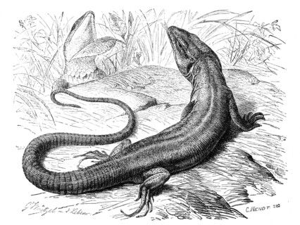 Eastern Green Lizard