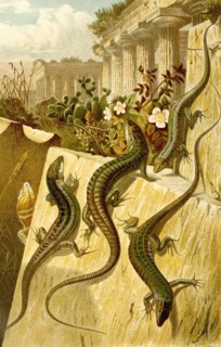 Wall Lizard