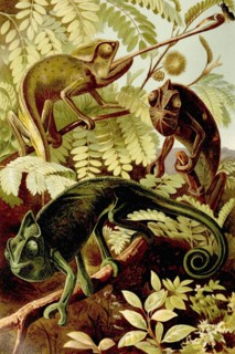 Chameleon