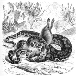 Reptiles