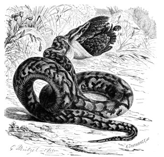 Reptiles