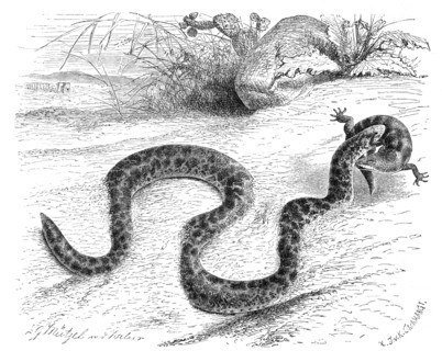 Reptiles