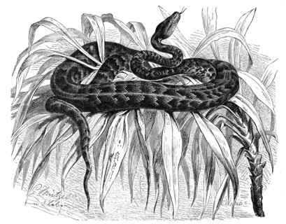 Reptiles