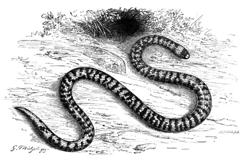 Reptiles