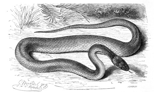 Reptiles