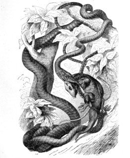 Reptiles