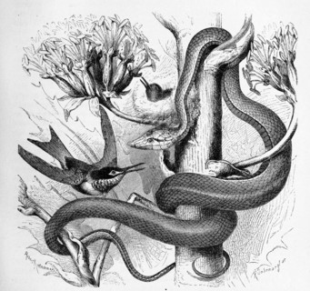 Reptiles