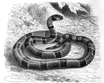 Reptiles