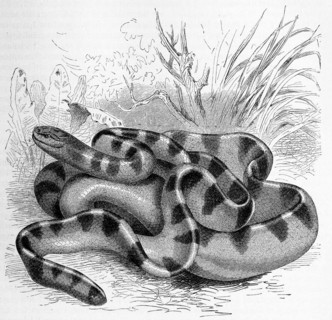 Reptiles