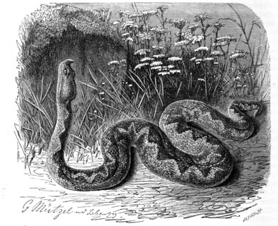 Reptiles