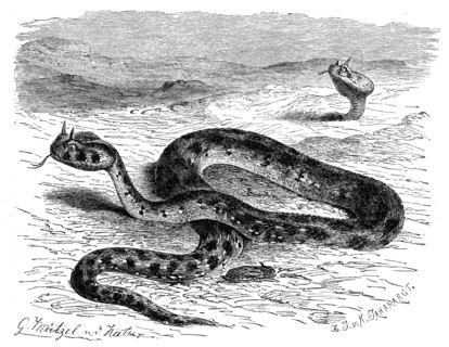 Reptiles