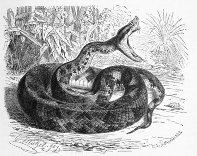 Reptiles