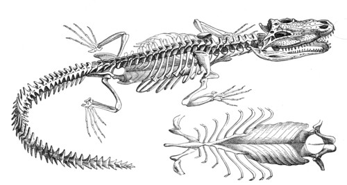 Reptiles