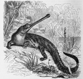 Reptiles