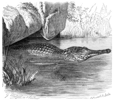 Reptiles