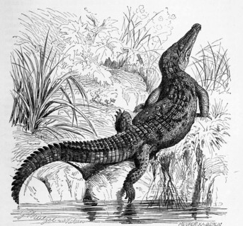 Reptiles