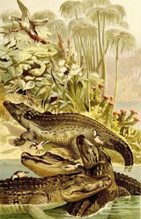 Reptiles