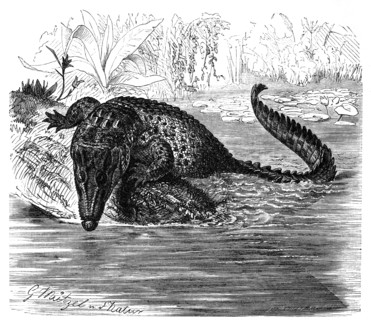 Reptiles