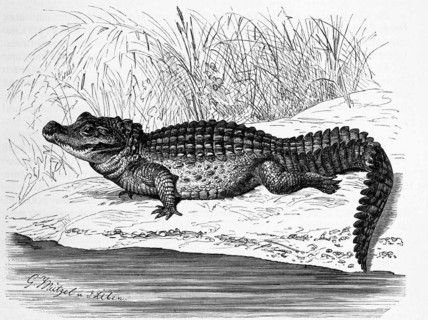 Reptiles
