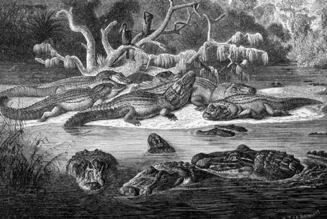 Reptiles