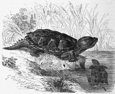 Reptiles