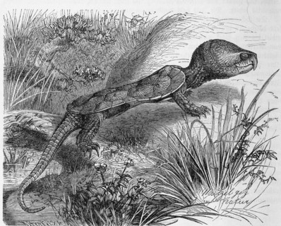 Reptiles