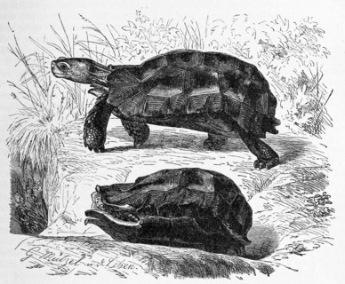 Reptiles