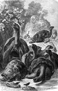 Reptiles