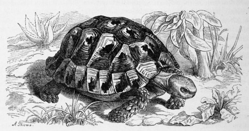 Reptiles