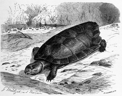 Reptiles
