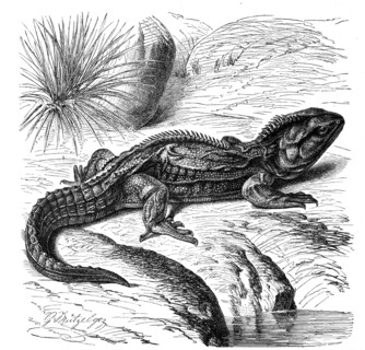 Reptiles