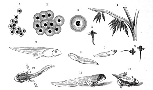 Reptiles