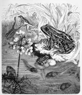 Reptiles