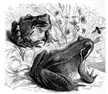 Reptiles
