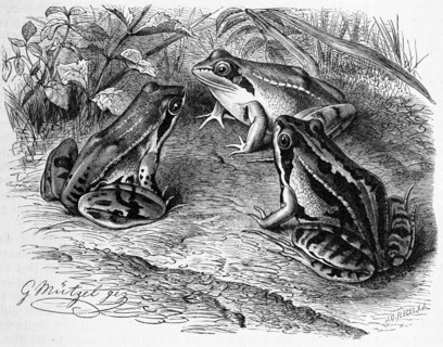 Reptiles