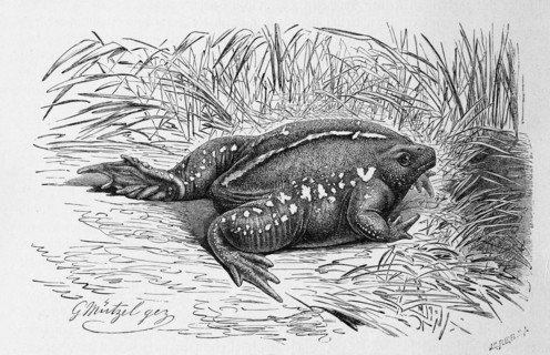 Reptiles