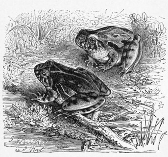 Reptiles