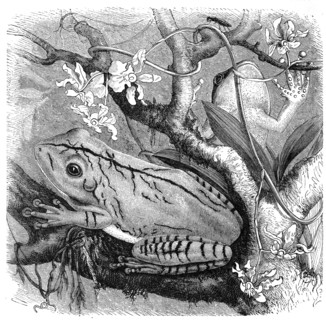 Reptiles