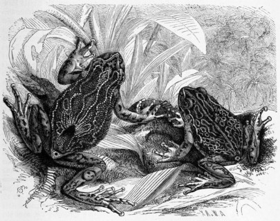 Reptiles