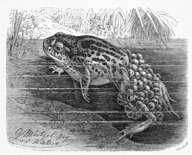 Reptiles