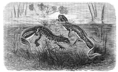 Reptiles