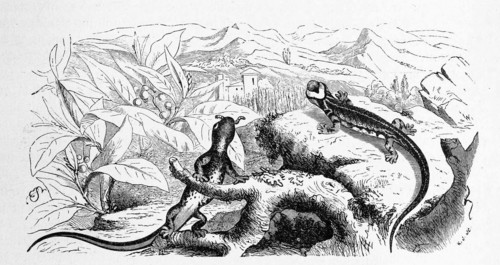 Reptiles