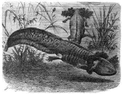 Reptiles