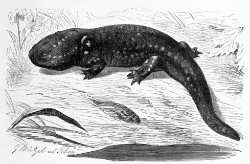 Reptiles