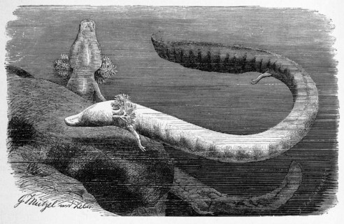 Reptiles