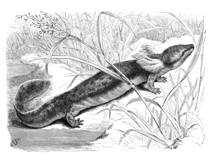 Reptiles