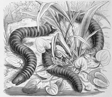 Reptiles