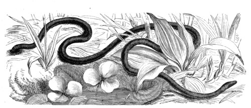 Reptiles